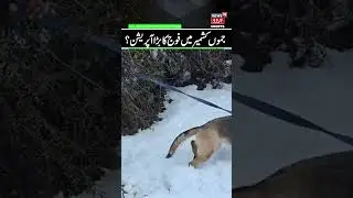 Security Forces Search Operation in J&K | SSB High-Tech Surveillance System, Bhalessa, Republic Day