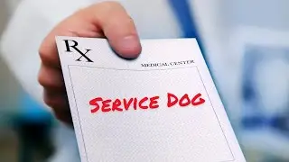 How To Get a Doctor's Note for a Service Dog in Canada