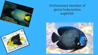 🐠 Evolution of the Genus Holacanthus | Animal Amazing World