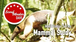 🦌 Mammal Study Merit Badge Overview | ScoutMaster Dave