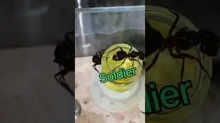 Part 2 of Saving My Ants From Mold