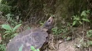 Impressed tortoise, Malaysia. 20140505_142415.m2ts