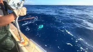 February 2025 🎣🎣🎣 #yellowfin #kauai #oldschool