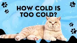 Cold Weather and Cats: How Cold is Too Cold for Your Feline Friend? Cat #shorts