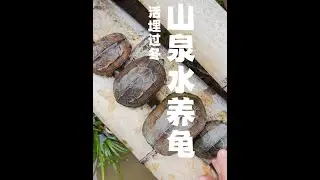 天然泉眼古法养龟，泥水活埋过冬小技巧！ #我的乡村生活  #乌龟冬眠 #山泉水养龟 #乡村生活家 #小院