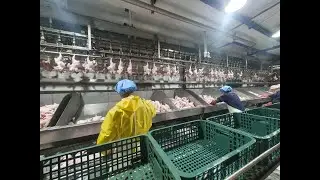 Chicken Factory in Canada, operation in the chicken processing plant, Working