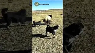 Yak vs Dogs | Shocking Animal Face Off Caught on Camera