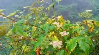 Common medicinal plants of Sikkim himalaya.