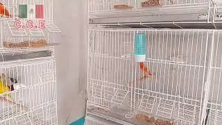 Info tips (Canaries in posture 🪺)
