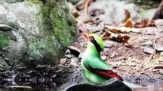 he Common Green Magpie (Cissa chinensis) #youtube #birds #birdsounds