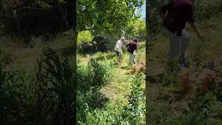 Algarve, Portugal. The Farm. We got Beans, We got Oranges. We got Olives & more, more more!!!!