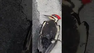 Even for the most beautiful woodpecker in the world, time will come.