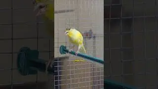 yellow crested canary bird #foryou #fyp #canary #kenari #canario #shorts #youtubeshorts #viral #exp