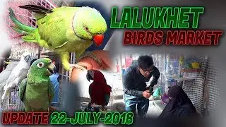 Lalukhet Birds Market 22-7-2018 latest updates Jamshed Asmi Informative Channel ( In Urdu/Hindi)