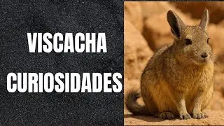VISCACHA CURIOSIDADES INCR&Iacute;VEIS