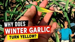 Why winter garlic begins to turn yellow in spring and how to fix the situation