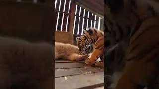 Cat vs Tiger Cub &hellip;The Tiger Brothers Arrived Watch the Epic Playtime #cats #tigers #wildlife
