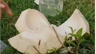 delicious jelly coconut/ coconut cutting skills