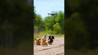 Собаки против дронов &mdash; такса против НЛО! #собака #дрон #животные