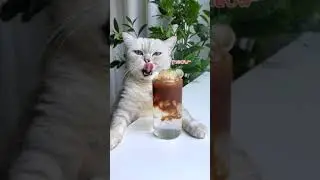 【Chef Cat ChangAn】The Best Iced Coffee,You Can Try!#DrinksRecipe #CatCookingASMR #Shorts