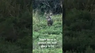 This is the deer I saw on my hunt at lagoona Atascosa Wildlife Refuge