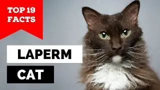 99% of LaPerm Cat Owners Don't Know This!