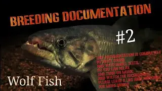 # Watch the Amazing Mating Behavior of the Wolf Fish!