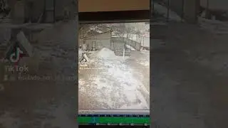 el brutal encuentro del lobo con su pesadilla El KANGAL TURCO