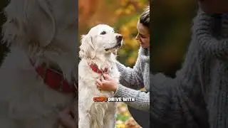 Protect What You Love: National Animal Safety Month | Petland Iowa City