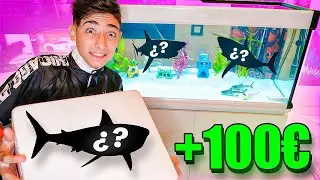 HE COMPRADO 2 TIBURONES GIGANTES Y LOS HE JUNTADO EN UNA PECERA!