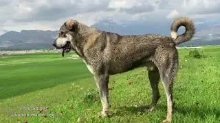Molosser Dogs Type