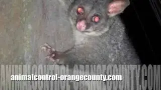 Animal Control Los Angeles | ...