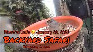 Backyard Safari - January 28, 2026