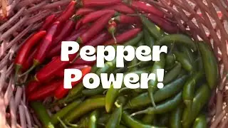 Pepper Power! How to Grow Peppers from Seed (both hot and mild)