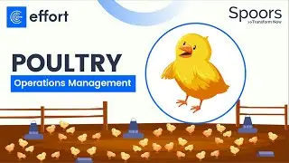 Poultry Farm Management Software | EFFORT
