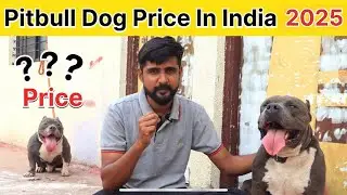 Pitbull Dog Price in India 2025 | Pitbull price in India | pitbull dog price | Pitbull dog | pitbull