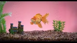 ALPHA FISH
