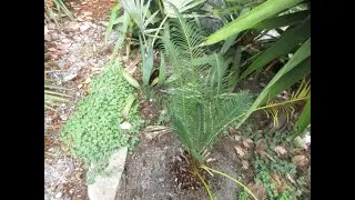 Rare Chinese Cycad in our northern Exotic garden