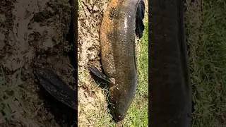 Giant maral Fish 🐟 #zakkfishing #fishing #murrel #shorts