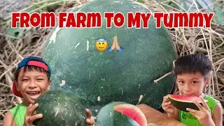 Picking Watermelon | From Farm To My Tummy | Harvest Time | June 1, 2021