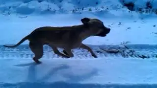 Okie Running in Snow
