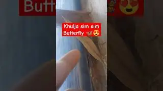 Khulja sim sim Butterfly 🦋🦋😍 #butterfly #nature #whatsappstatus #viralshorts #ytshorts #top