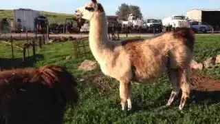 Humming llama momma