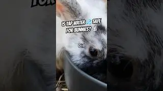 Should Bunnies Drink Tap Water? #animalwellness #healthyanimals