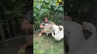 Dog let me go, today I must decide the winner 👯 #shortvideo #funny #shorts