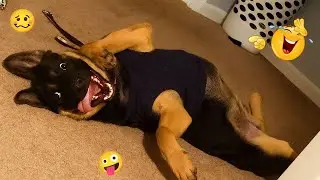 The Funniest Dogs You&rsquo;ll Ever See 🤣🐶 | Viral Funny Dog Video 2026 #23