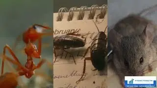 Pest Control - v3 - Promotional Videos by IMS Studio