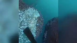 Removing Barnacles from Ship Propeller Underwater