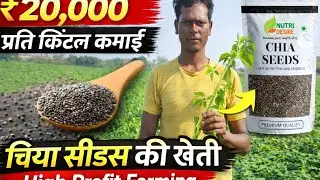 चिया सीड्स की खेती से ₹20,000 प्रति क्विंटल कमाई | Chia Seeds Farming Business 11/1/ 2026 