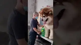 That's a Huge Dog 😱! #shorts #cutedog #hugedog